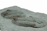 Pair Of Large Lower Cambrian Trilobites (Longianda) - Issafen, Morocco #233132-5